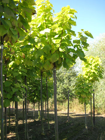 Catalpa geel